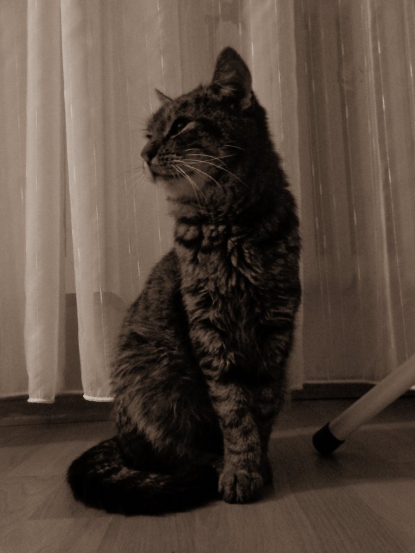 DSC06825z
